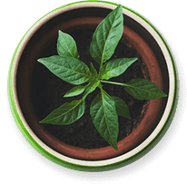 Services Potted Plant 1 1